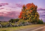 Autumn Tree At Sunrise_16976-8